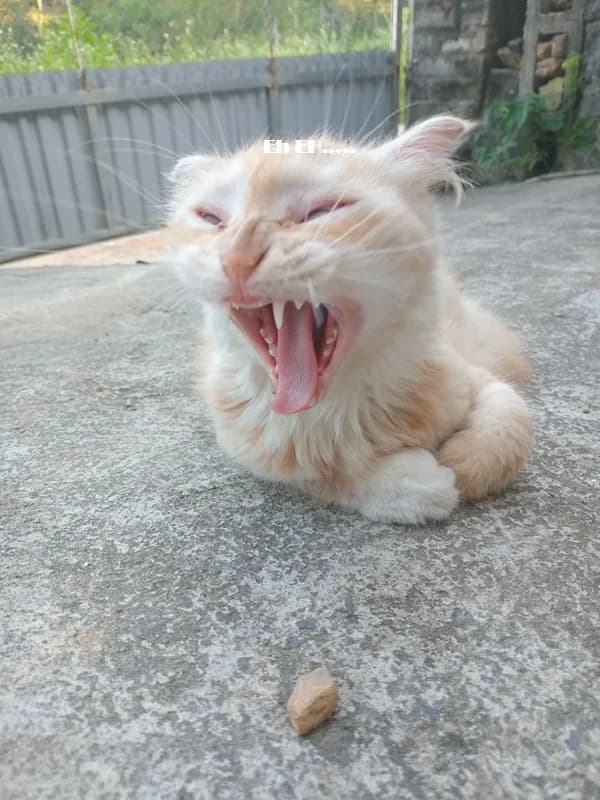 Meme mèo hài caption — xin lỗi năn nỉ · 021.jpg