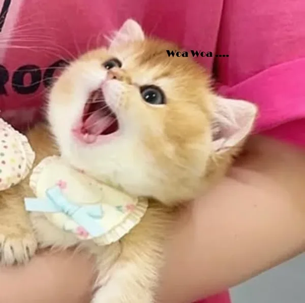 Meme mèo hài caption #022 · caption xin lỗi