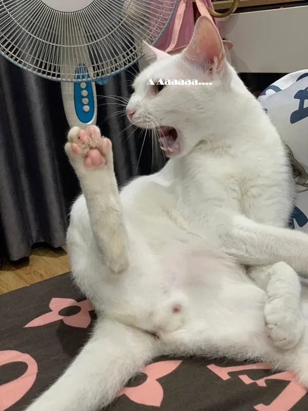 Mặt chết người · Meme mèo hài caption 023