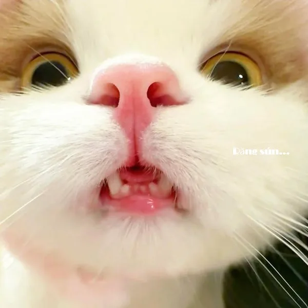 Meme mèo hài caption: hài caption ngắn (024)