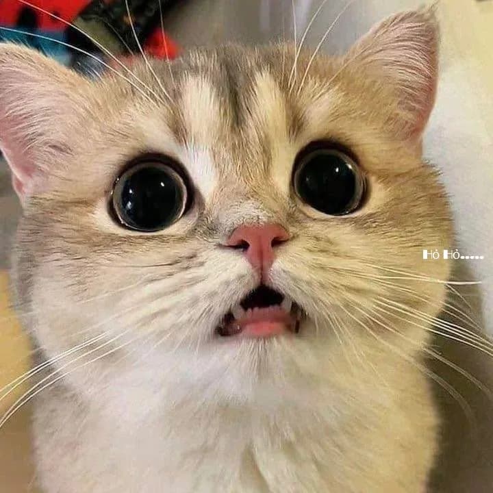 Meme mèo hài caption — vibe 'em sai rồi' · 025.jpg