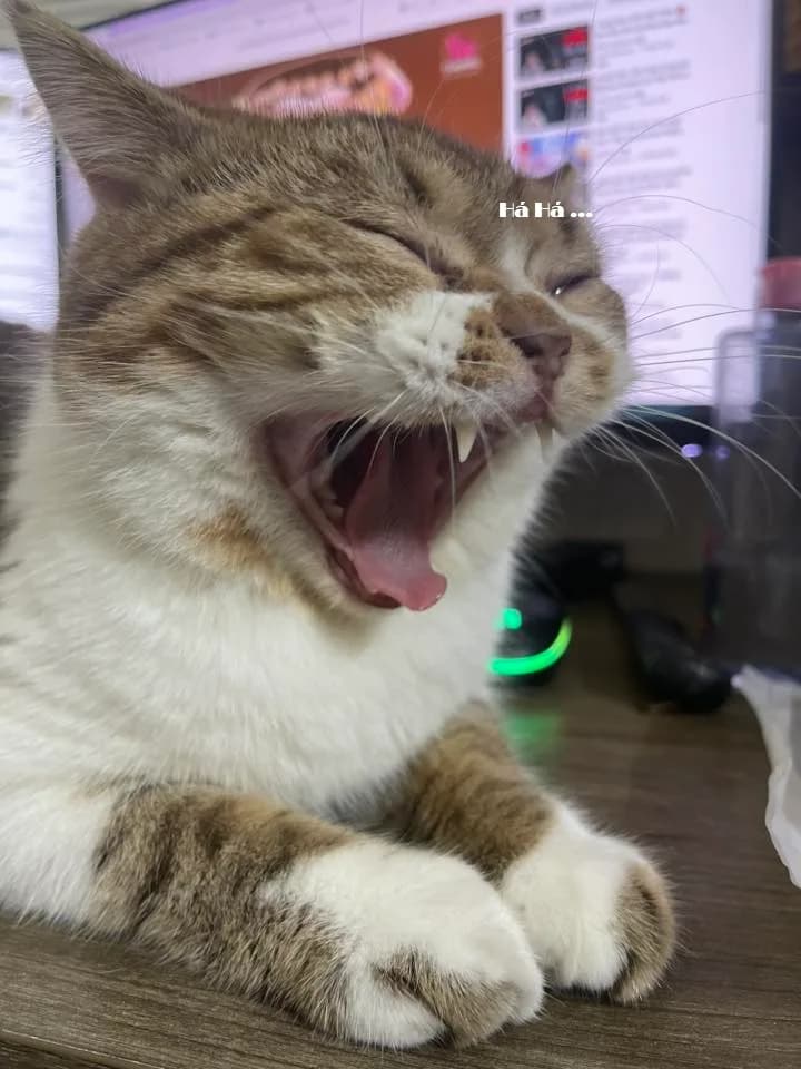 Meme mèo hài caption #026 · năn nỉ quá trời
