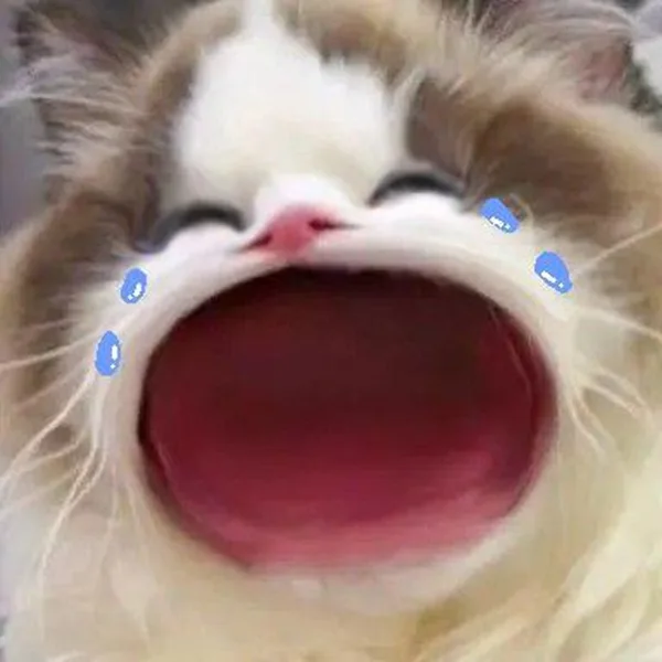 Caption drama nhẹ · Meme mèo hài caption 027