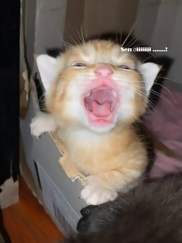 Meme mèo hài caption: look cầu xin (028)