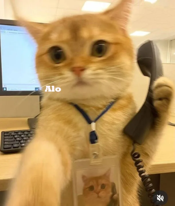 Meme mèo hài caption — mèo nói chuyện · 029.jpg