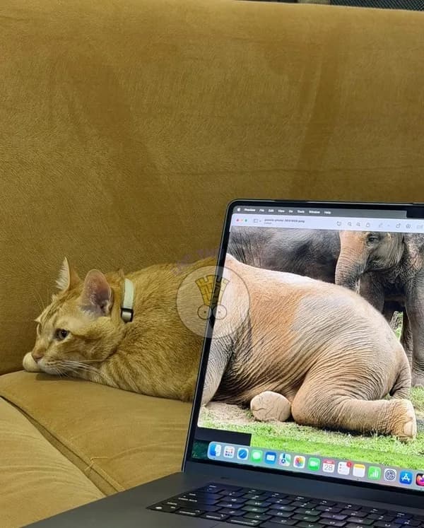 Meme mèo hài caption #030 · caption tếu táo