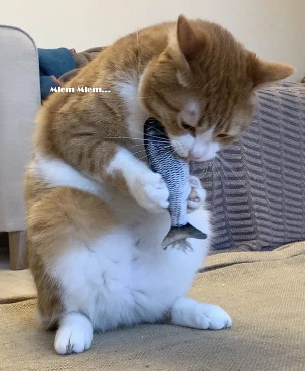 Biểu cảm 'tha cho em' · Meme mèo hài caption 031