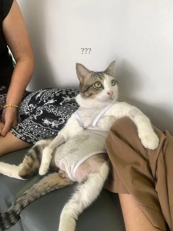Meme mèo hài caption: hài tình huống (032)