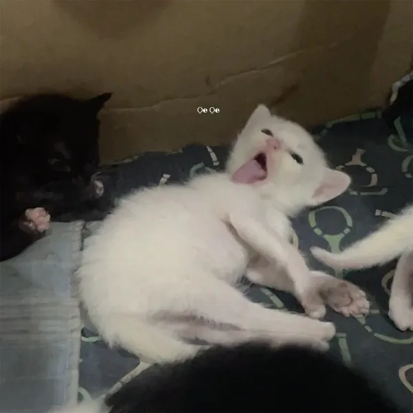 Meme mèo hài caption — caption Zalo sẵn · 033.jpg