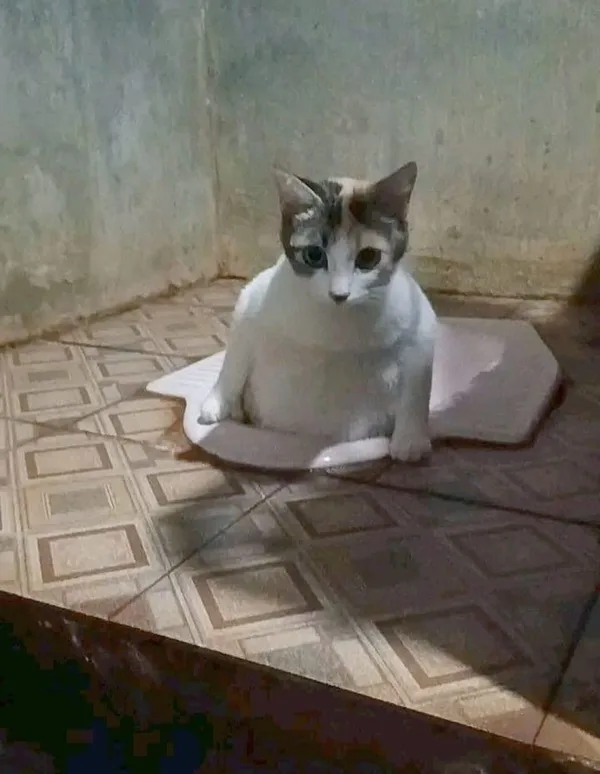 Mặt buồn hài · Meme mèo hài caption 035