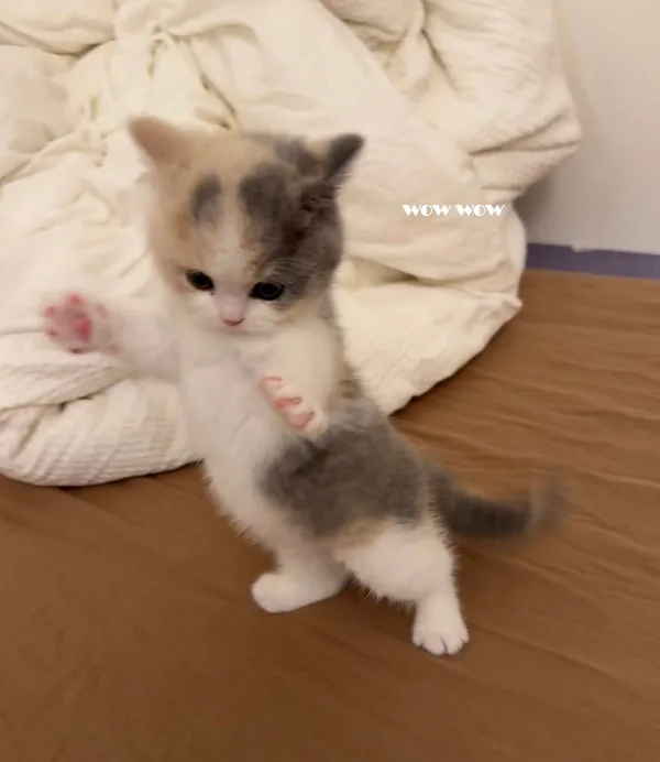 Meme mèo hài caption — năn nỉ kiểu mèo · 037.jpg