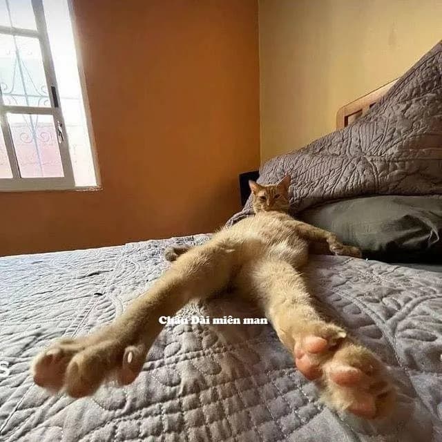 Meme mèo hài caption #038 · look 'đừng giận'
