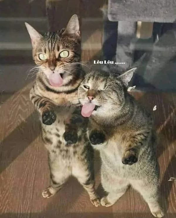 Caption chill · Meme mèo hài caption 039