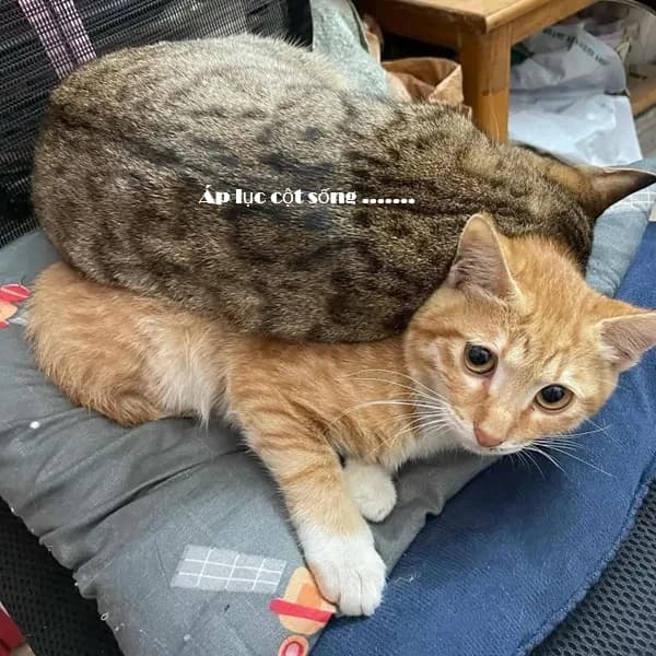 Meme mèo hài caption #042 · caption xin lỗi