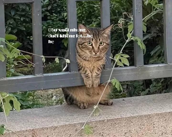 Meme mèo hài caption: hài caption ngắn (044)