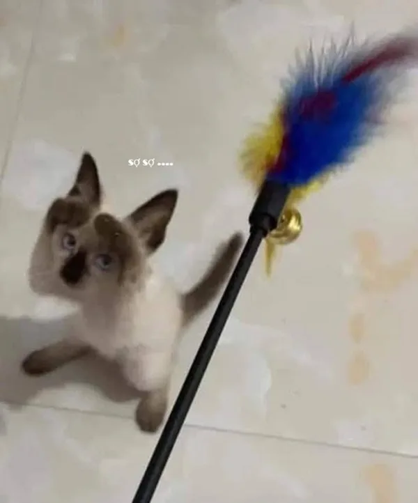 Meme mèo hài caption #046 · năn nỉ quá trời