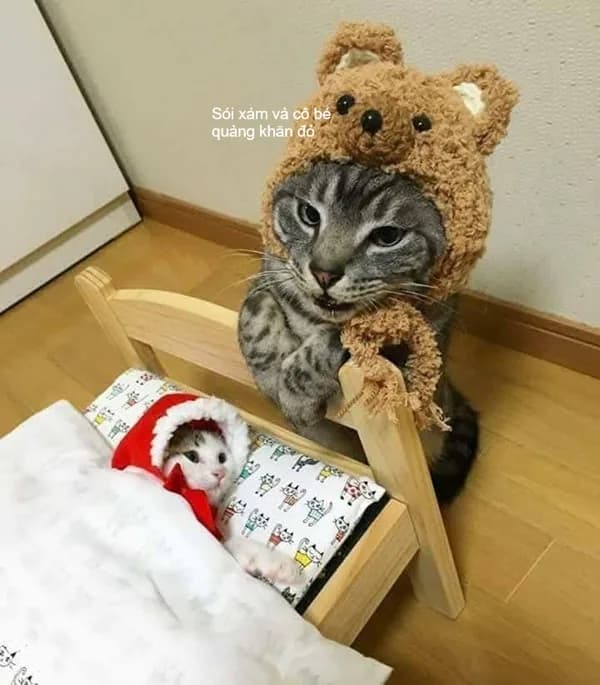 Meme mèo hài caption: look cầu xin (048)
