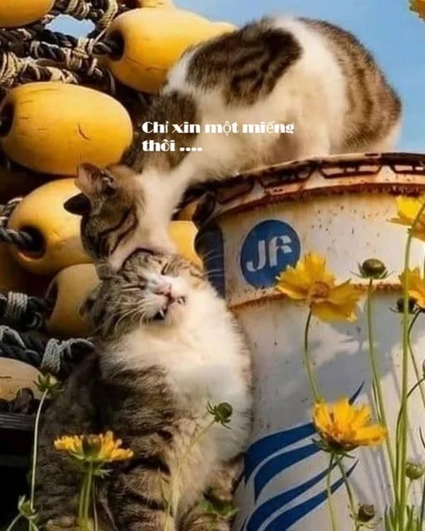 Meme mèo hài caption — mèo nói chuyện · 049.jpg