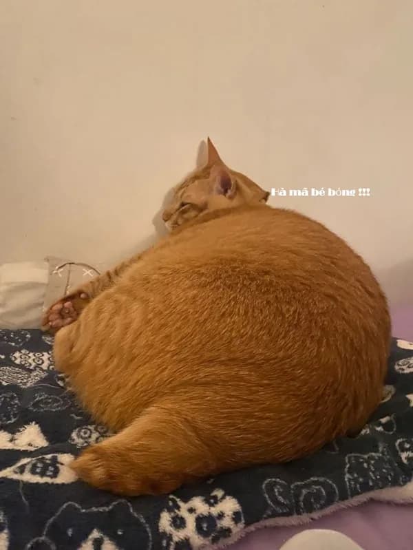 Meme mèo hài caption #050 · caption tếu táo
