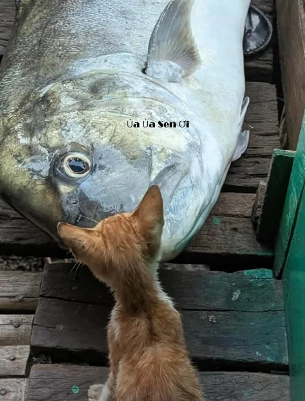 Biểu cảm 'tha cho em' · Meme mèo hài caption 051