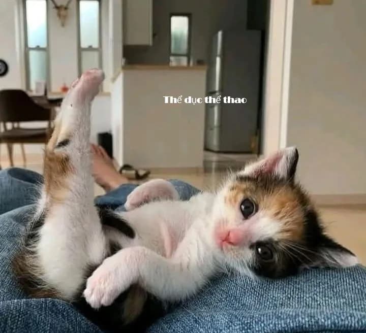 Meme mèo hài caption: hài tình huống (052)