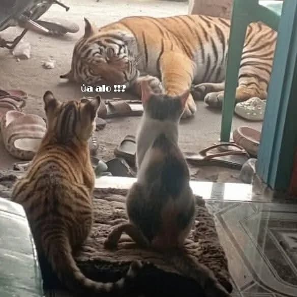 Meme mèo hài caption — caption Zalo sẵn · 053.jpg