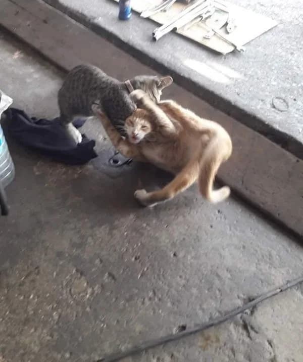 Meme mèo hài caption #054 · vibe đổ lỗi dễ thương