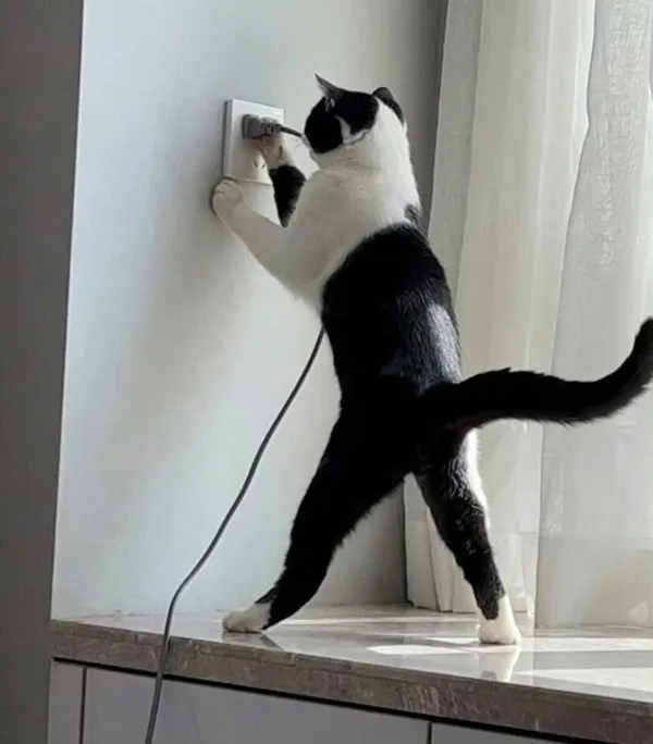 Meme mèo hài caption #058 · look 'đừng giận'