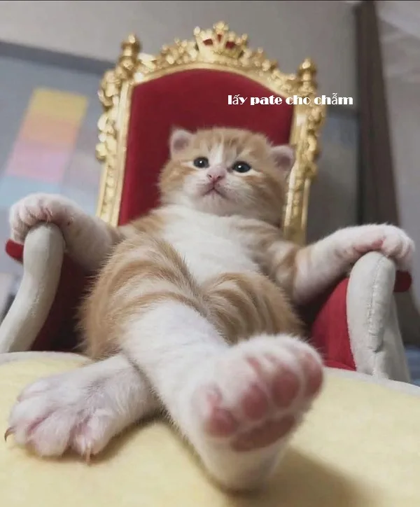 Meme mèo hài caption — xin lỗi năn nỉ · 061.jpg
