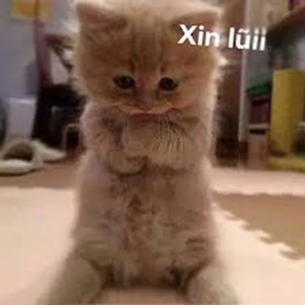 Meme mèo hài caption #062 · caption xin lỗi