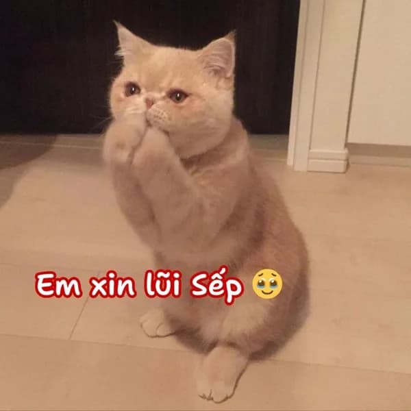 Mặt chết người · Meme mèo hài caption 063