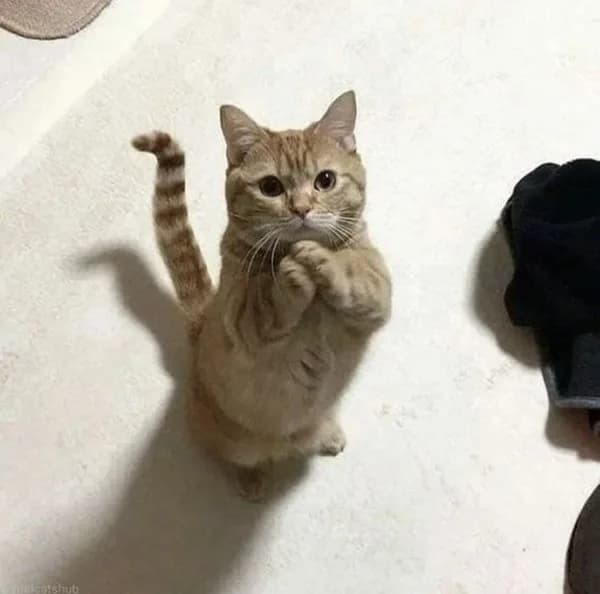 Meme mèo hài caption — vibe 'em sai rồi' · 065.jpg