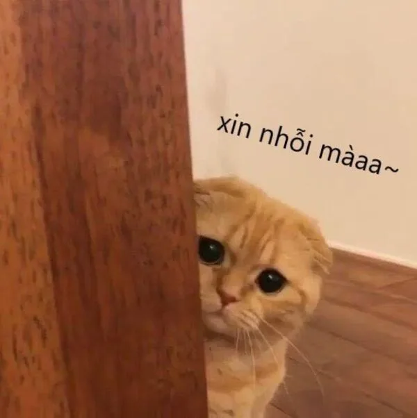Meme mèo hài caption #066 · năn nỉ quá trời