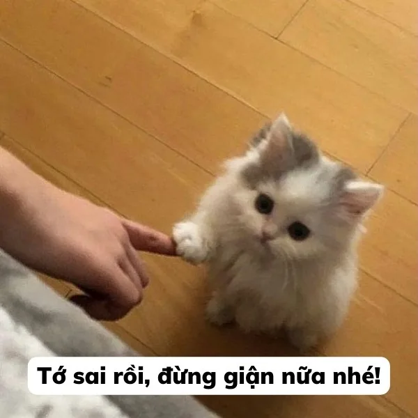 Caption drama nhẹ · Meme mèo hài caption 067