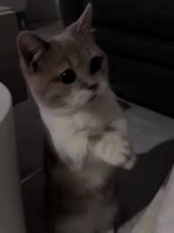 Meme mèo hài caption: look cầu xin (068)