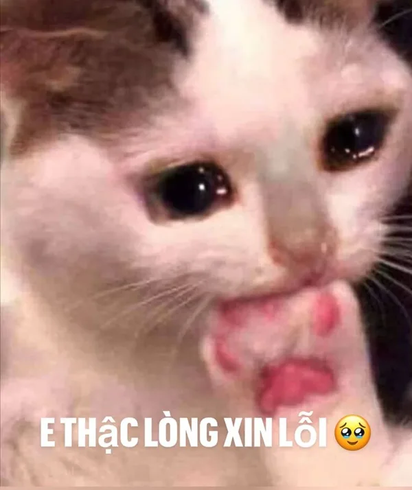 Meme mèo hài caption — mèo nói chuyện · 069.jpg