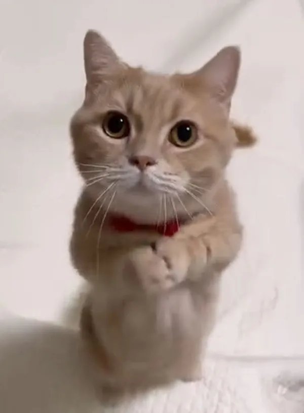 Biểu cảm 'tha cho em' · Meme mèo hài caption 071