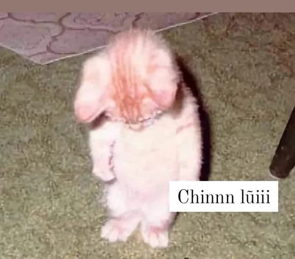 Meme mèo hài caption #074 · vibe đổ lỗi dễ thương