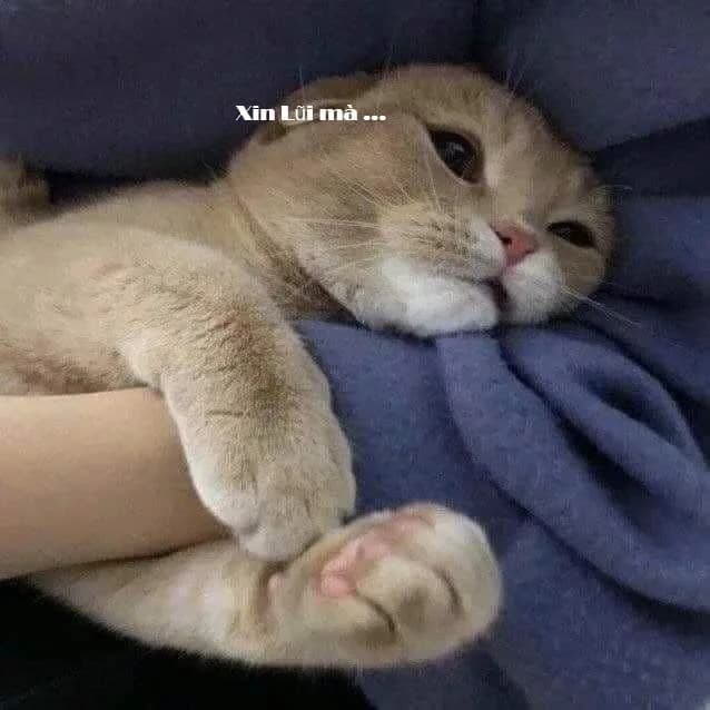 Meme mèo hài caption: caption reply nhanh (076)