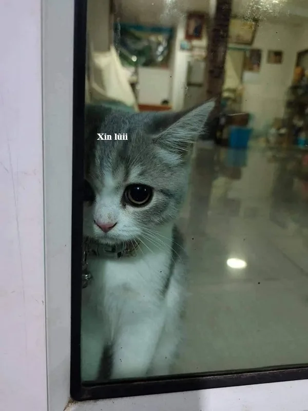 Meme mèo hài caption — năn nỉ kiểu mèo · 077.jpg