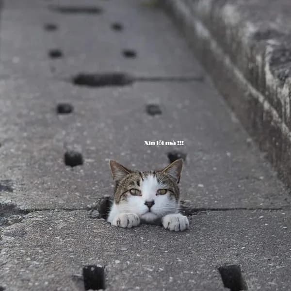 Meme mèo hài caption #078 · look 'đừng giận'