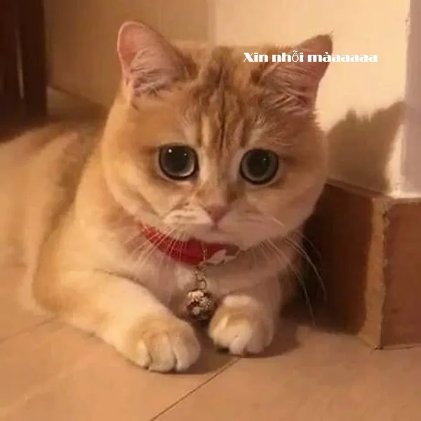Meme mèo hài caption: hài nhẹ nhàng (080)