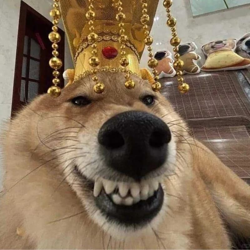 Meme chó cute — mắt long lanh
