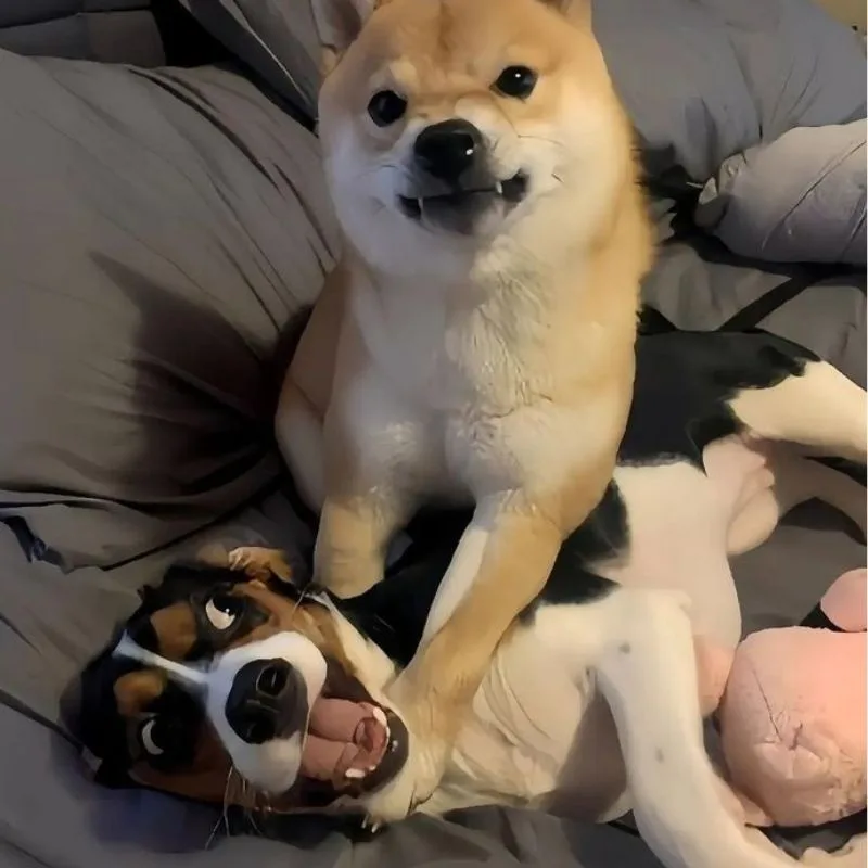 Meme chó cute #002 · pose ngồi ngoan