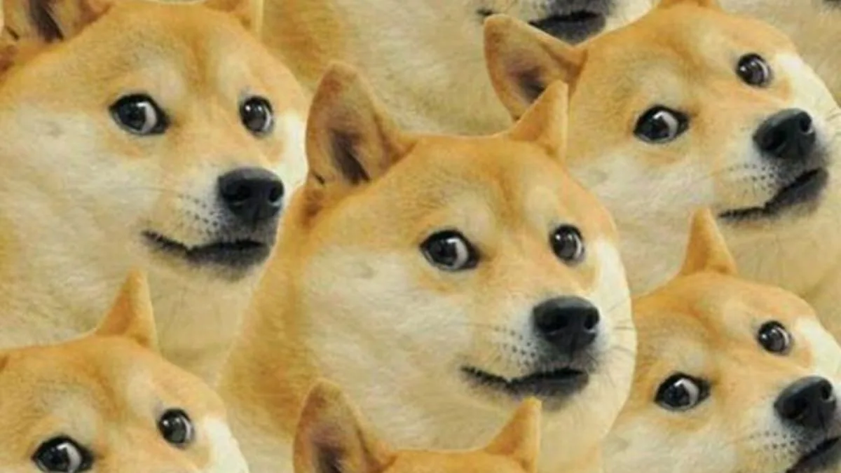 Meme chó cute: biểu cảm chờ ăn (004)