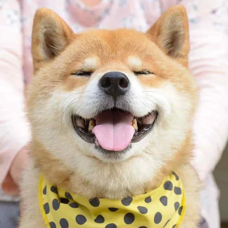 Meme chó cute — look siêu soft