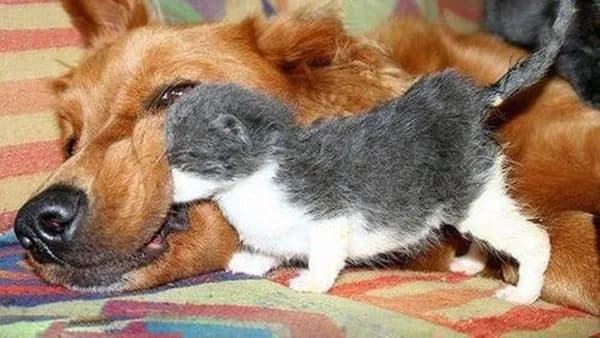 Vibe sáng sớm · Meme chó cute 015