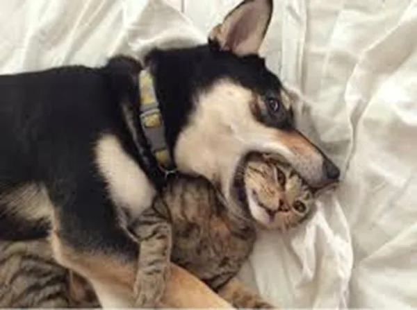 Meme chó cute — mặt ngây thơ