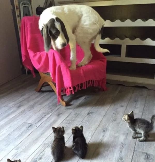 Meme chó mèo — look đối đầu nhẹ