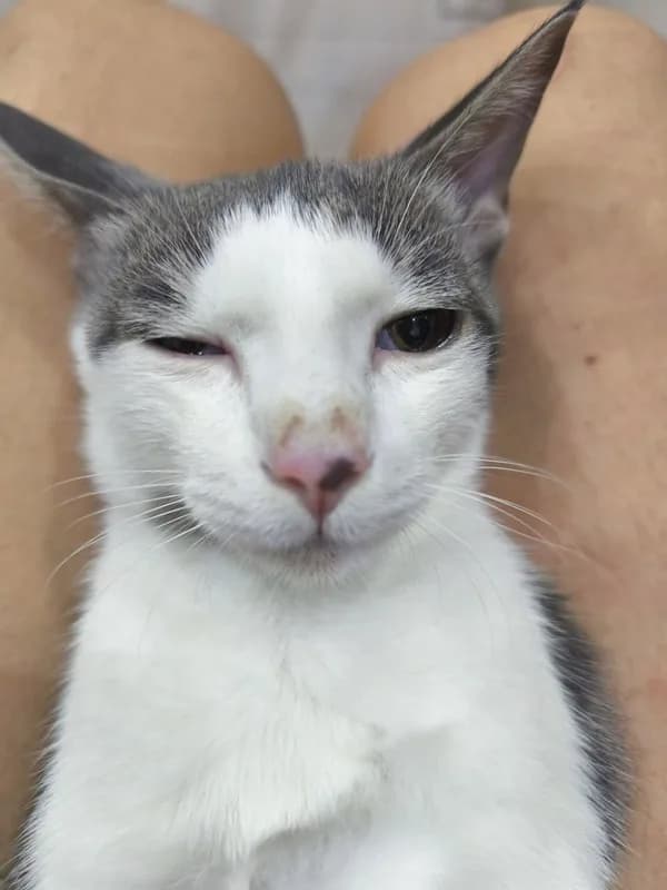 Vibe lầy lội · Meme reaction tếu 003
